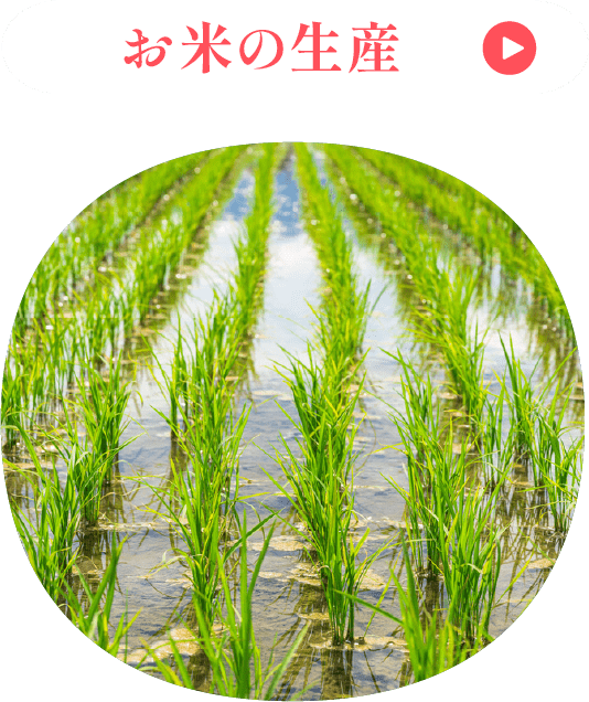 お米の生産