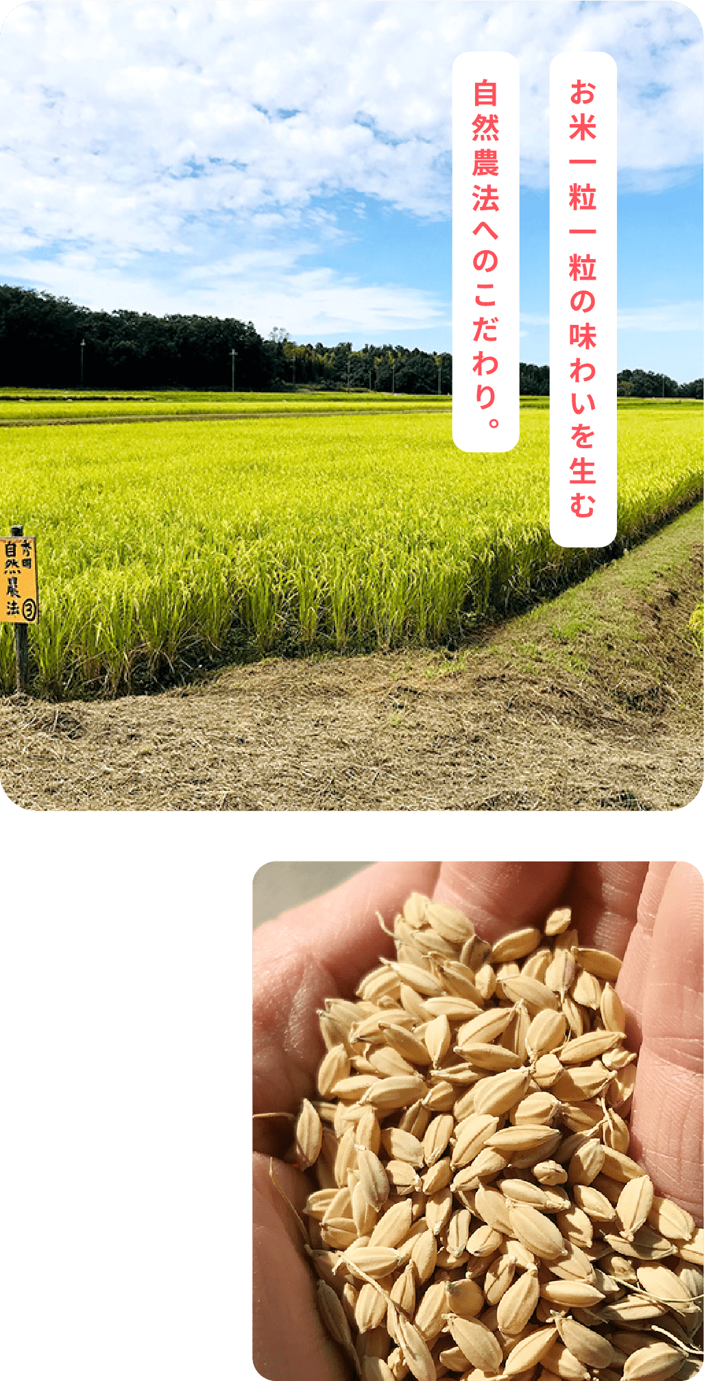 お米一粒一粒の味わいを生む自然農法へのこだわり。
